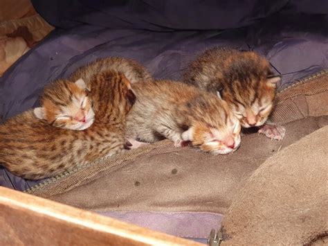 Female is a calico. . Kittens for sale in northern ireland